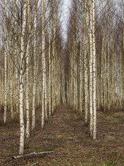 landscape with fragments of birch trunks on a blurred background