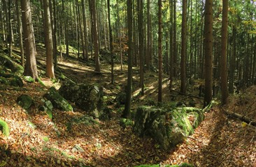 Waldpanorama mit Resten der Burg Hohenwaldeck