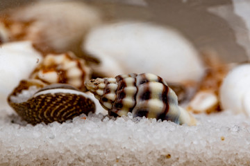 Seashell on a diffuse and colorful background Cheerful and colorful marine and vacation set