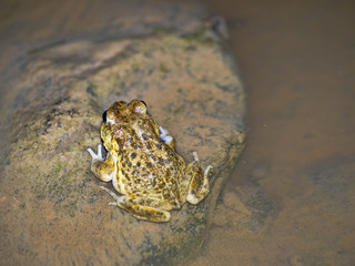 Frog Duttaphrynus arabicus, time of mating in water, Oman