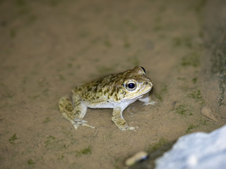 Frog Duttaphrynus arabicus, time of mating in water, Oman