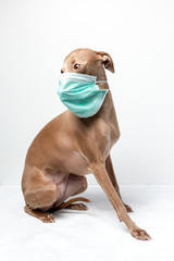 dog with coronavirus protection mask