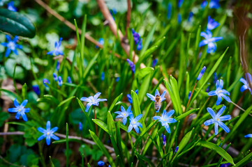 Close-up of many squill (Scilla siberica), which bloom on a forest clearing in the sunshine. A bee sits on a flower and collects the first pollen.