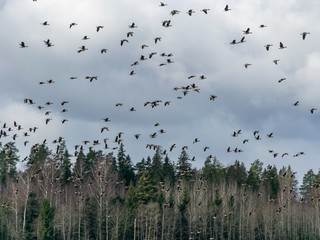 landscape with a flock of geese against a blue sky