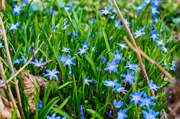 Close-up of many squill (Scilla siberica), which bloom on a forest clearing in the sunshine.