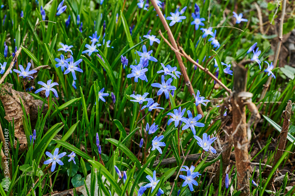 Wall mural Close-up of many squill (Scilla siberica), which bloom on a forest clearing in the sunshine.