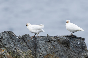 Snowy Sheathbill birds on Half Moon Island in Antarctica