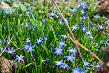 Fototapeta premium Close-up of many squill (Scilla siberica), which bloom on a forest clearing in the sunshine.