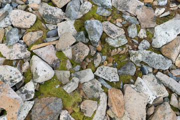 Moss in the middle of rocks