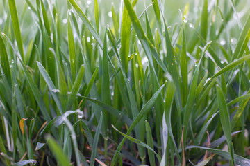 Green wheat shoots with dew after rain in spring.
