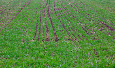 Rows of winter wheat in the spring after heavy rain with dew drops and healthy looking and pest...