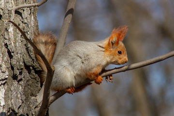 A red fluffy squirrel nibbles pine nuts on the ground, in early spring on a Sunny day. Animals are awakening from hibernation in a city Park.