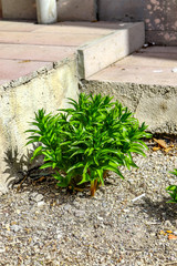 cactus plants in the nursery
