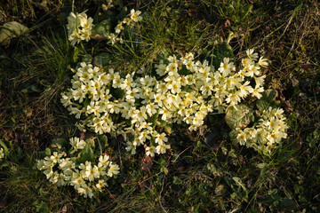 Photo of yellow flowers 