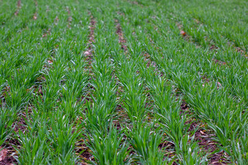 Obraz premium Rows of winter wheat crops with dew after rain. Cereal crops in the spring after a rainy season without disease and pests.