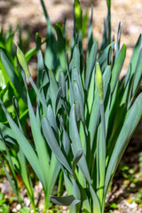 green grass in spring