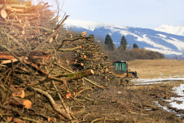 Wood stored and ready for biomass processing. In the background is trees and  yellow harvester.