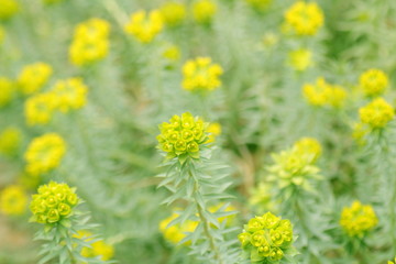 campo lleno de flores amarillas con suave bokeh, precioso, bokeh, soft look, dreamy, vintage, yellow, fondo desenfocado