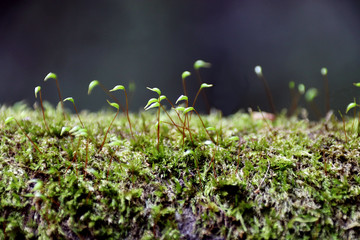 Fresh green moss close up