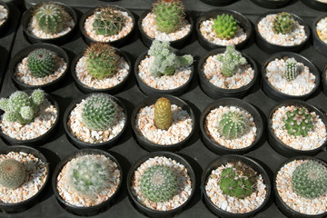 top view Many cactus Trees are lined up.