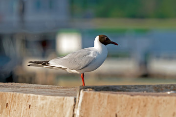 Seagull sitting on a concrete fence