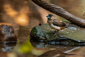 White-rumped Munia perching on a rock  near waterhole