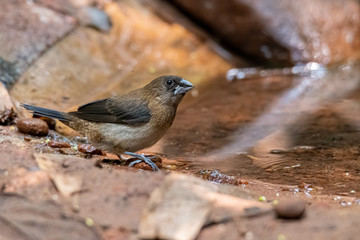 White-rumped Munia perching near waterhole looking into a distance
