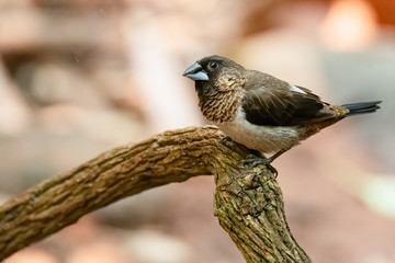 White-rumped Munia perching on a perch looking into a distance