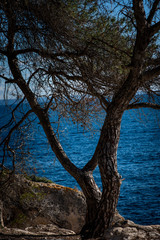 the tree on the on the coastline of the island of mallorca with the blue colored water of the Mediterranean Sea