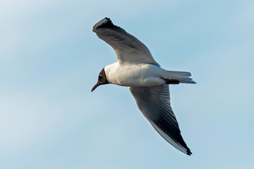 Seagull in flight with outstretched wings against the sky