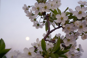 Cherry tree branch with flowers on full moon evening sky background. Season of cherry blossoms and allergies.