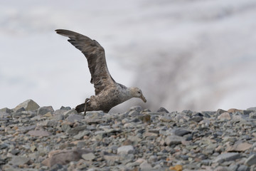 Southern Giant Petrel near Danco Island in Antarctica