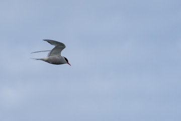 Antarctic Tern flying
