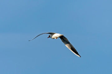 Seagull in flight with outstretched wings against the sky