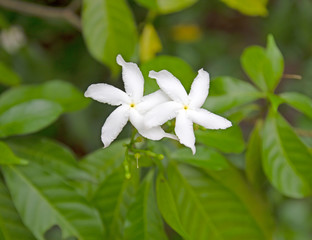White flowers on a green background