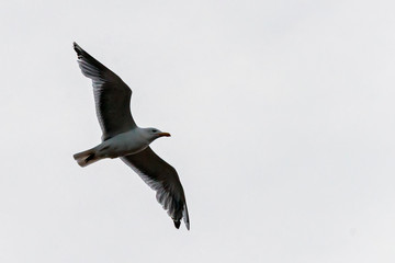 Seagull in flight with outstretched wings against the sky