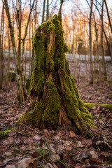 the stump of a naturally fallen tree is overgrown with green, lush mossdd