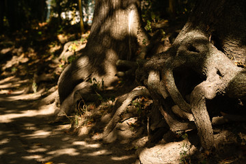 Chaoticly woven roots of old trees with patches of sunlight on a warm autumn day