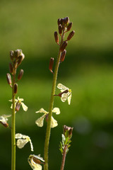 eruca sativa plant in bloom close-up, arugula flowers in spice garden in spring