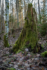 the stump of a naturally fallen tree is overgrown with green, lush mossdd