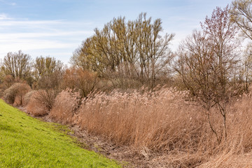 Intakte Natur mit Schilf und Bäumen im Auwald
