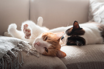 gato blanco y marron a punto de quedarse dormido al lado de otro gato, estira su pata delantera