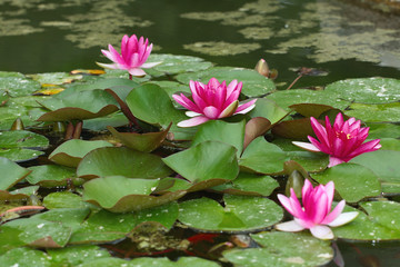 The water lily of the pond