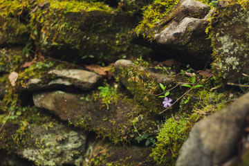 Violet