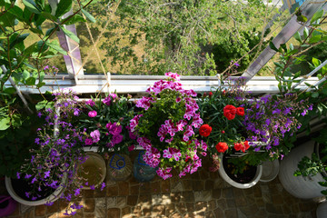Fototapeta na wymiar Top view on beautiful garden on the balcony with flowering plants in container and pots.