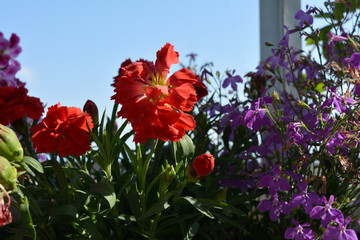 Red carnation and purple lobelia flowers on the background of blue sky.