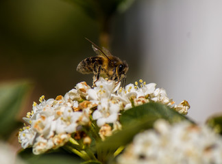 Abeja polinizando