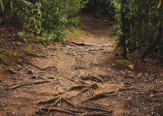 Roots on the trail