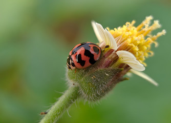 six spotted zigzag ladybird - Red little beetles in the wild