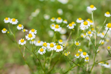 Fototapeta premium White Chamomile flowers on field. Beautiful summer nature scene. Blooming medical daisies flowers background, Alternative medicine - spring Daisy